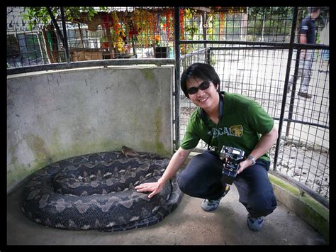 prony snake in bohol|Prony, The Largest Snake In Captivity .